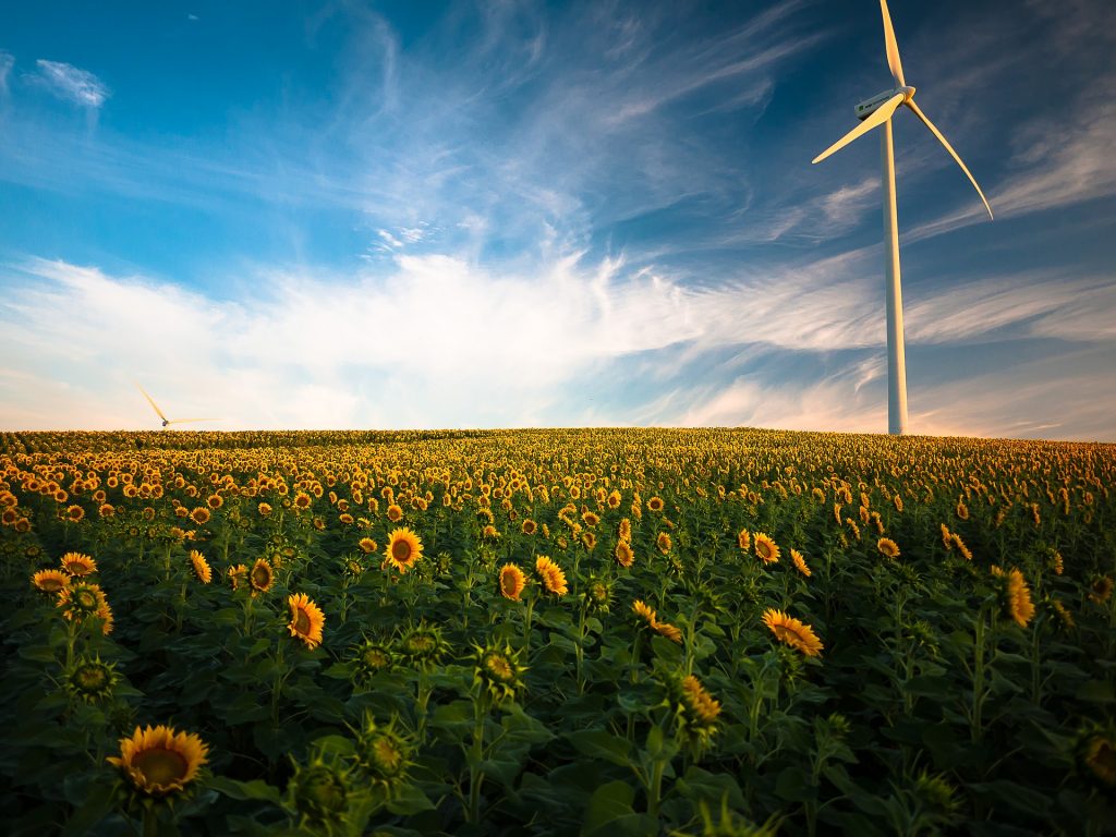 Une éolienne isntallée dans un champ de tournesols