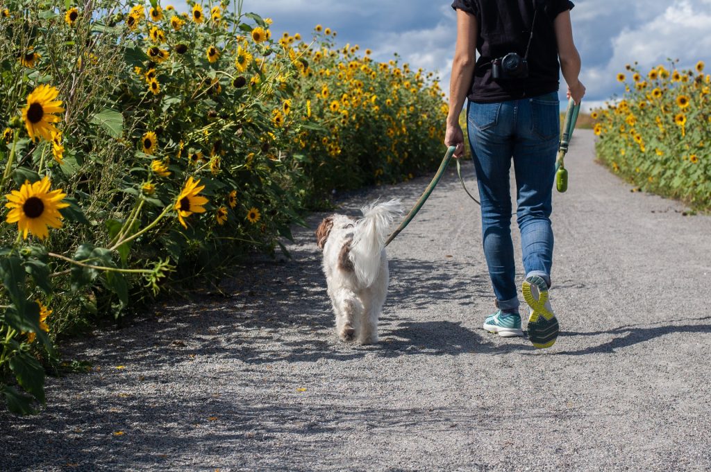 arrondir ses fins de mois promener un chien