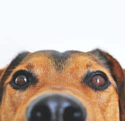 dog-g486231614_1920