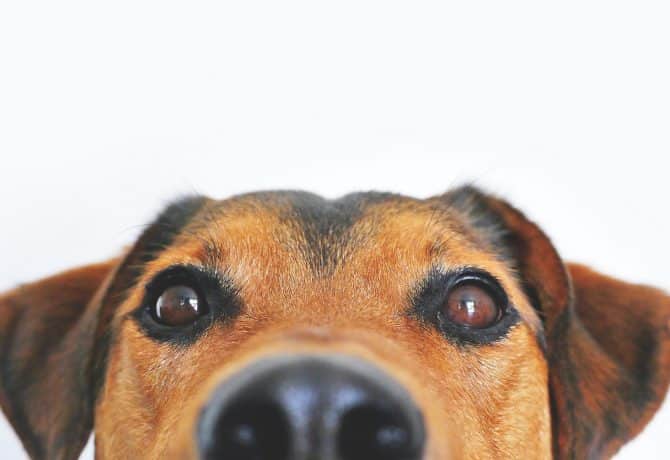dog-g486231614_1920