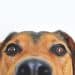 dog-g486231614_1920
